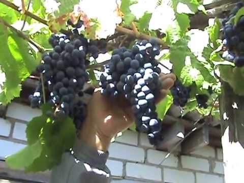 Созревает виноград амурский