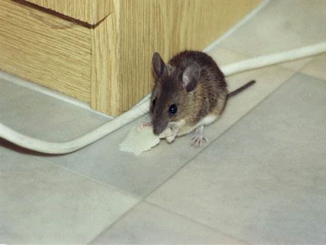 Борьба с мышами в частном доме