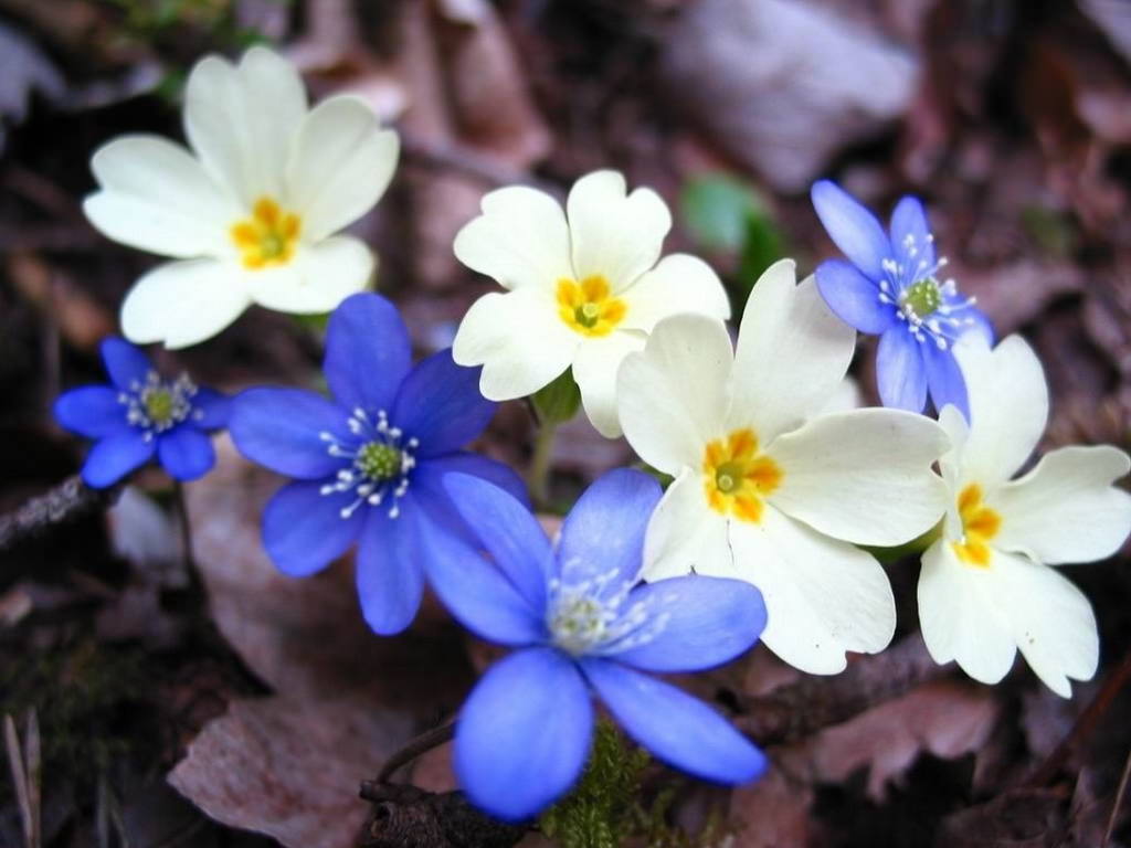 Луковичные ранние цветы весной названия и фото