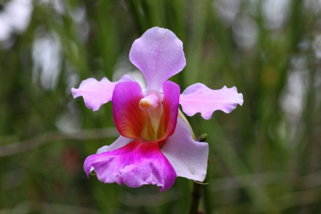 Какие орхидеи