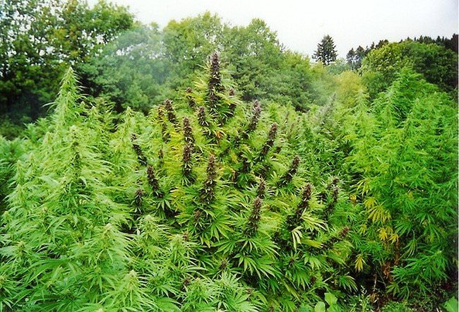 выращивание марихуаны в сибири