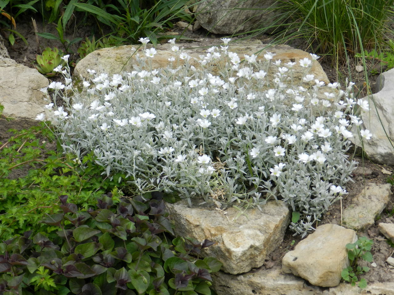 Растения для альпийской горки многолетники фото с названиями солнцелюбивые