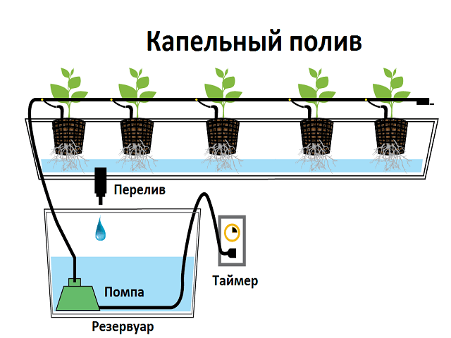 Как правильно выращивать гидропонику