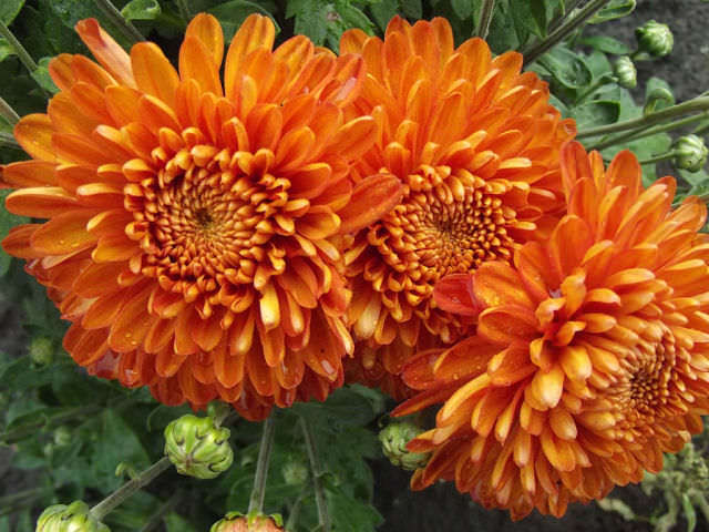 Оранжевые цветы 