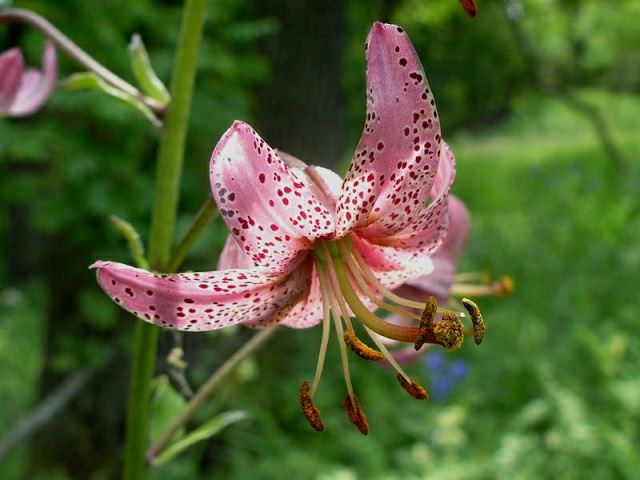 Цветок Кудреватой лилии крупным планом
