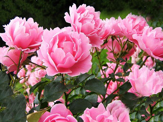 Цветущий куст розовых пионов