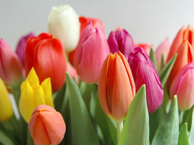 Бутоны тюльпанов разных цветов