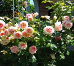Цветущие кустовые розы