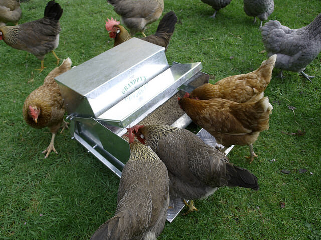 Автокормушка для кур: чтобы птицы были сыты