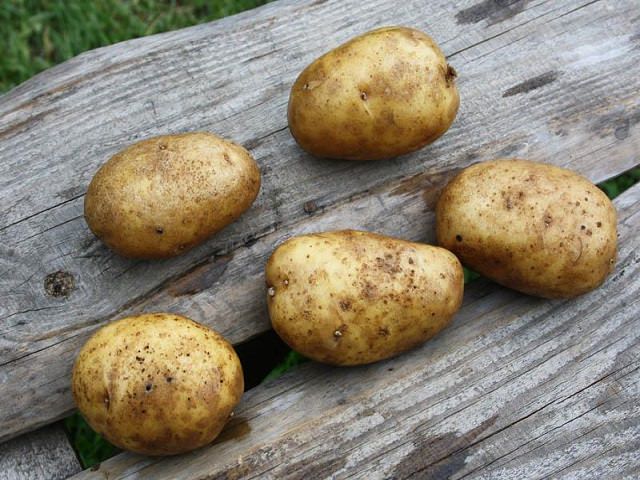 Сорт картофеля Удача
