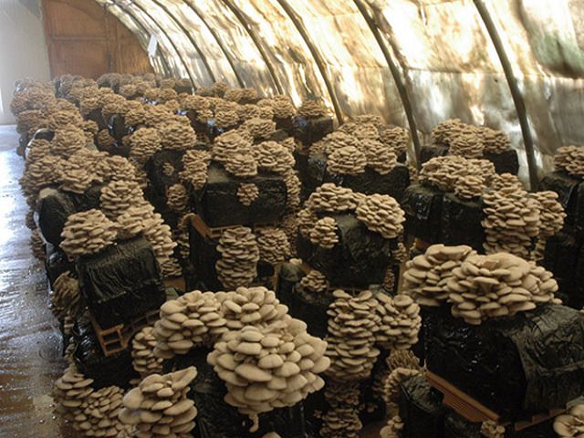 грибы растут в домашних условиях в теплице