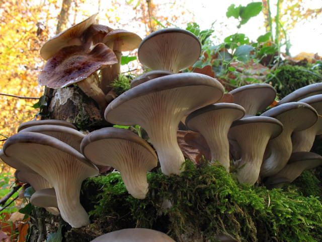 Растущие грибы