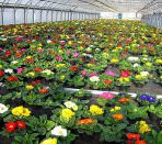 выращивание цветов в теплице как бизнес