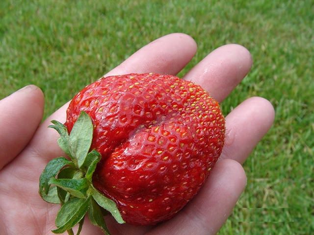Крупная ягода клубники на ладони