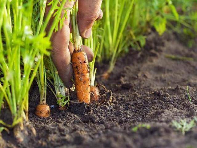 Выращивание моркови на грядке