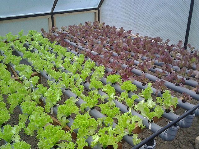 Выращивание зелени в теплице - салат