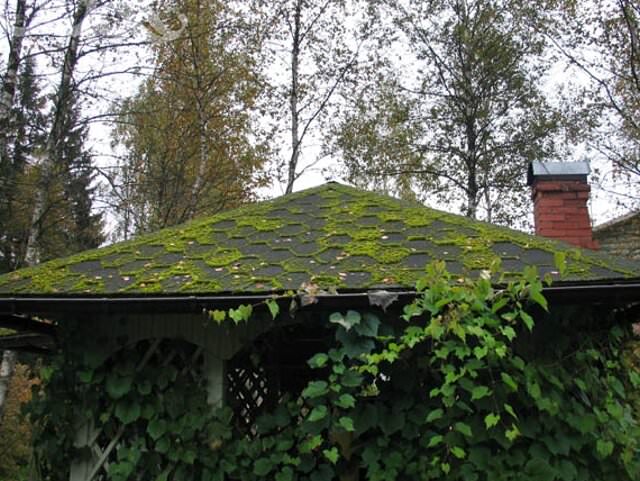 мох на крыше 