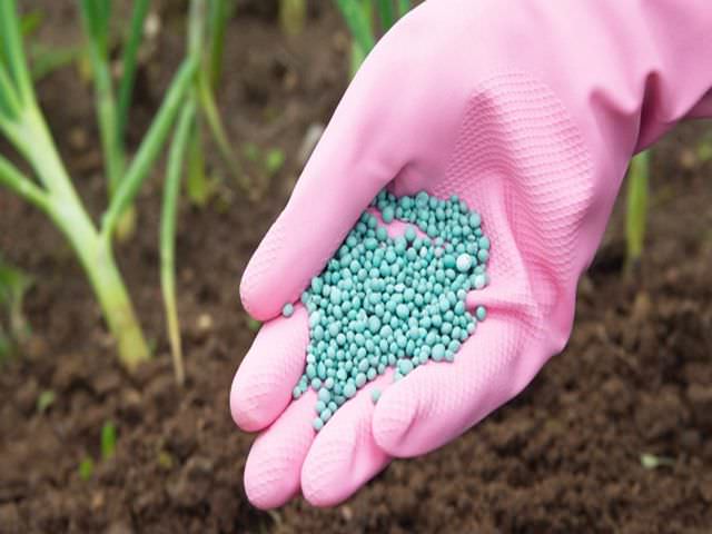 Использование азотно-фосфорной подкормки для огорода