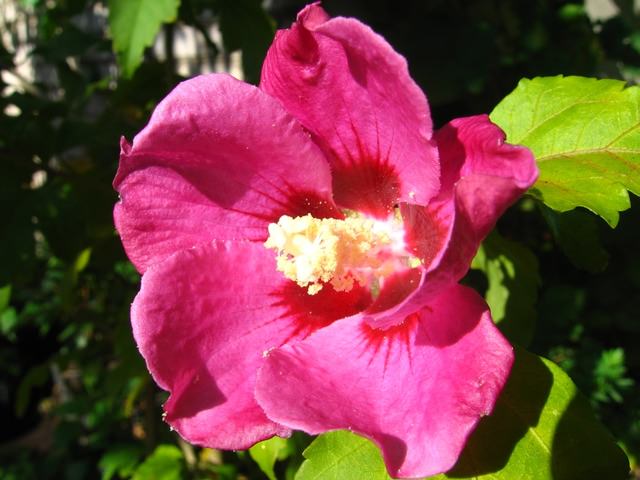 Распустившийся цветок с розовым окрасом