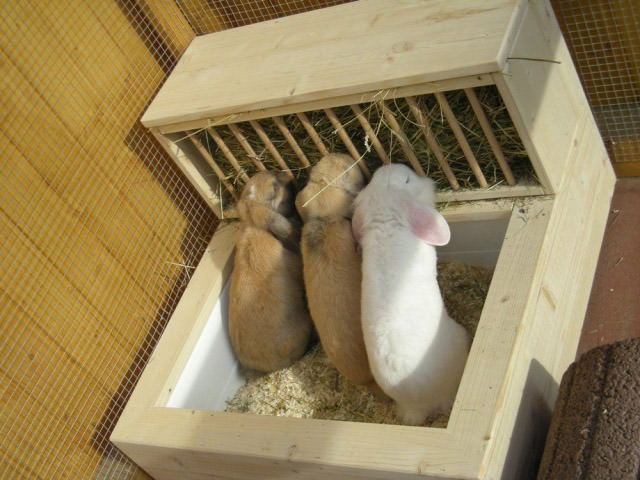 бункерные поилки для кроликов своими руками | Дзен