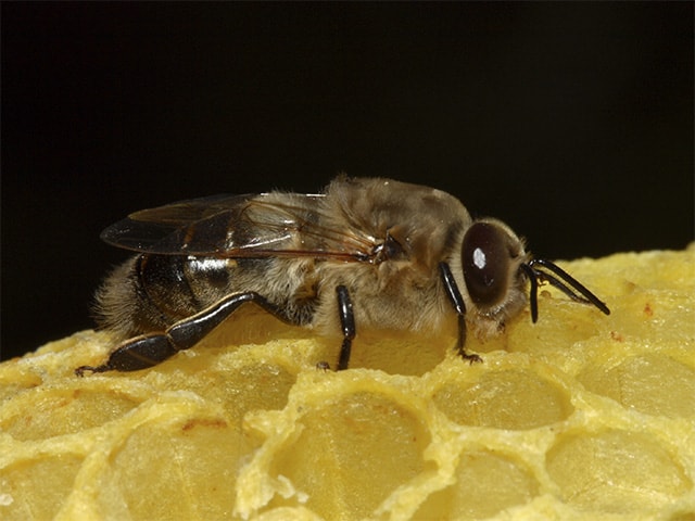 Самец пчелы