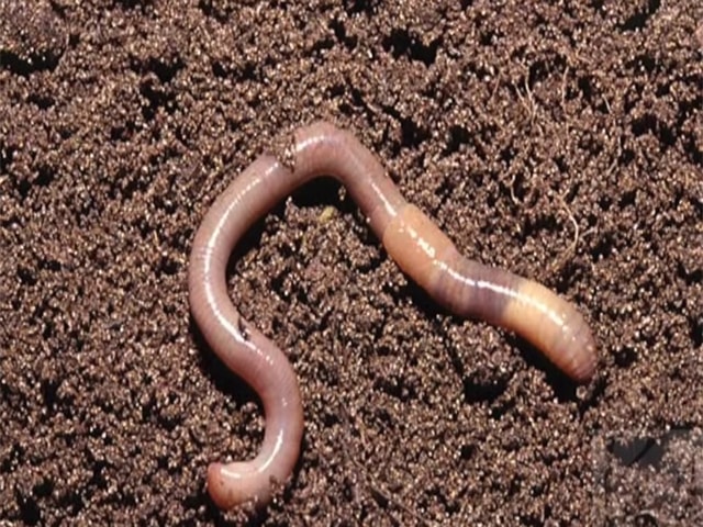 Какую пользу для почвы приносят дождевые черви