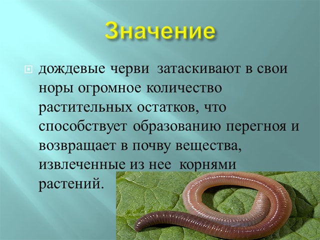 Дождевой червь какая биологическая наука. Дождевой червяк польза. Полезные земляные черви. Дождевой червь в природе.