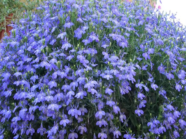 Синие цветки