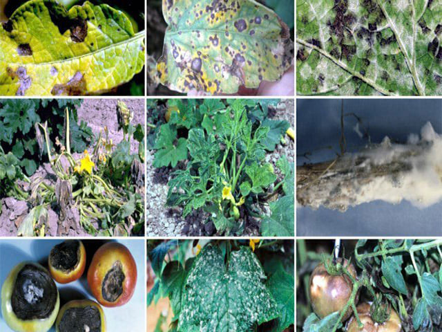Грибные болезни растений и меры борьбы с ними