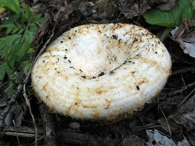 Как выращивать грибы грузди в домашних условиях?