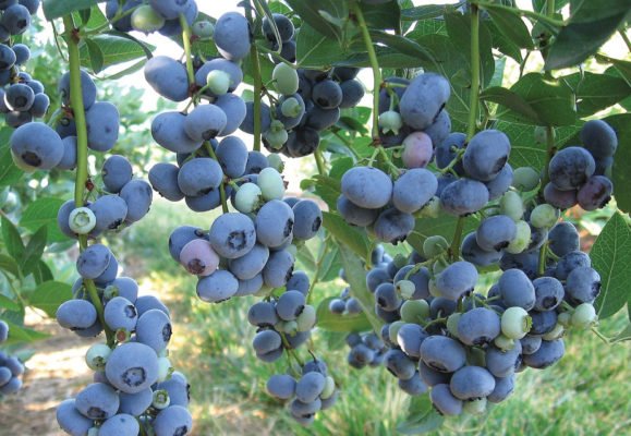 Bluegold: Выращивание популярного сорта черники