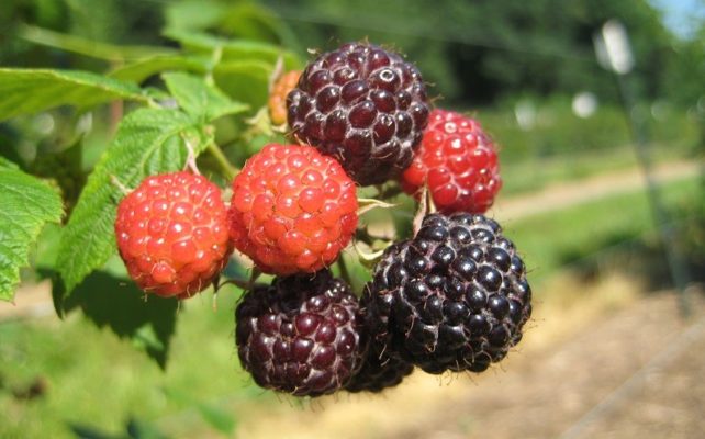 Камберлендская черная малина: как вырастить необычную ягоду