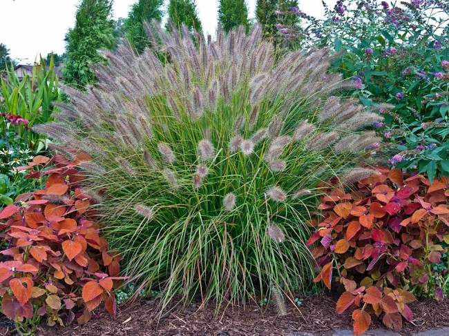 Орнаментальные травы и злаки для улучшения сада