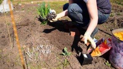 Фрезия: посадка и выращивание в помещении и на открытом воздухе