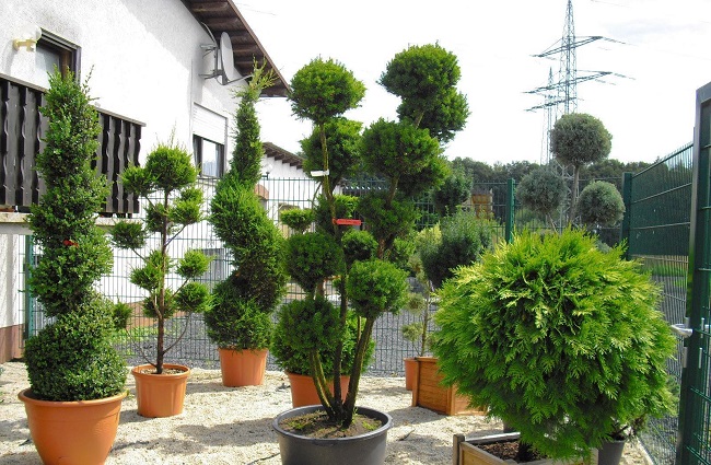 Декоративные деревья для украшения вашего участка