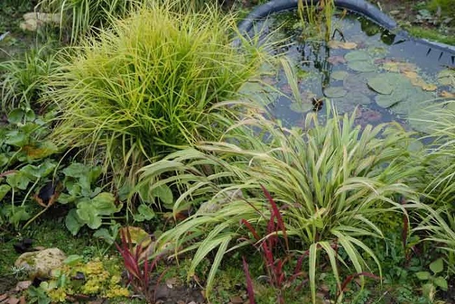 Декоративные травы и злаки для украшения сада