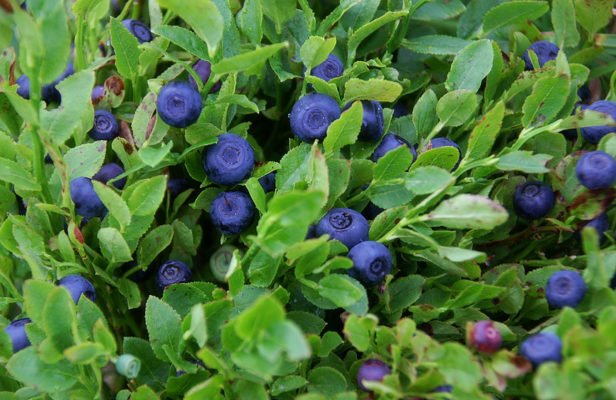 Bluegold: Выращивание популярного сорта черники