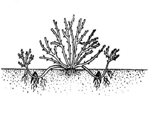 Способы размножения смородины по сезонам: черенкование, отводки, деление куста