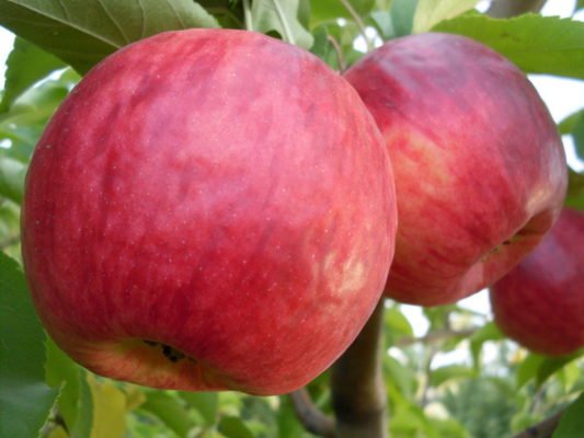 Жигулевское — проверенный временем поздний сорт яблок