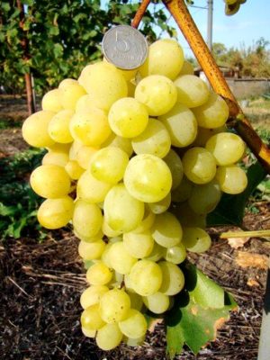 Сорт винограда Супер-Экстра (Цитрин): особенности посадки и выращивания