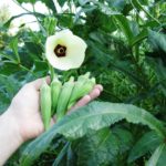 Бамия – экзотическая овощная культура