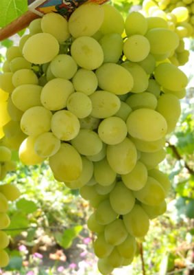 Урожайный, ранний, декоративный - сорт винограда Плевен