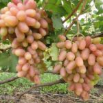 Юбилей новочеркасского винограда: характеристика сорта и тонкости выращивания