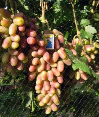 Юбилей новочеркасского винограда: характеристика сорта и тонкости выращивания