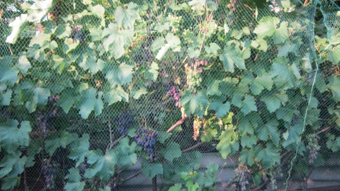 Кристалл: все о выращивании популярного сорта винограда