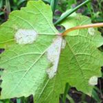 Морозостойкий виноград Зилга: особенности роста