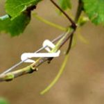 Подвязка винограда – способы, время и другие характеристики