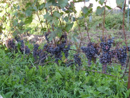Сорт винограда Алтайская загадка Шарова, особенности посадки и выращивания