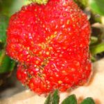 Strawberry Eliane — голландский гость на приусадебных участках