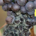 Виноград Агат Донской: как вырастить хороший урожай